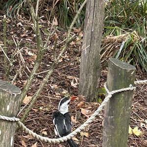 Von der Decken’s hornbill