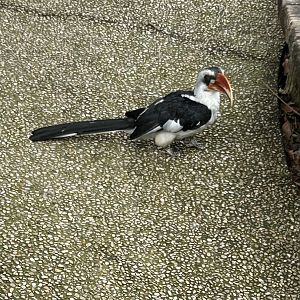 Von der Decken’s hornbill