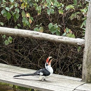 Von der Decken’s hornbill