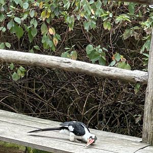 Von der Decken’s hornbill