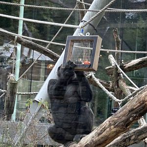 Western lowland gorilla with food puzzle