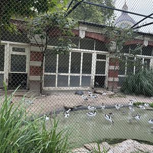 European wader aviary