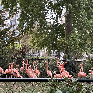 Cuban flamingos