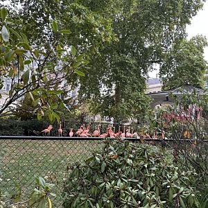 Cuban flamingo exhibit