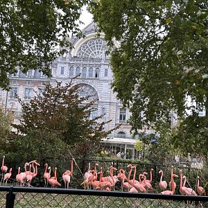 Cuban flamingo exhibit