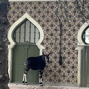 Okapi