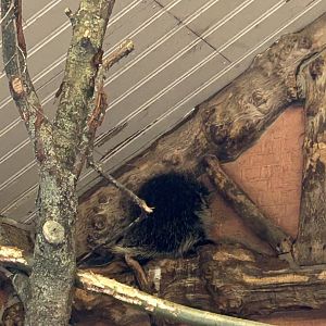 North American porcupine