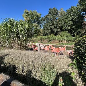 Caribbean Flamingo Exhibit