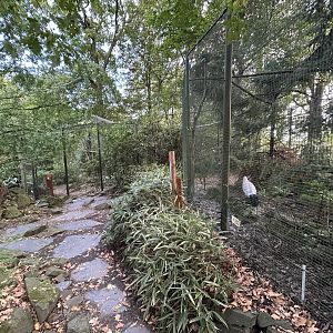 Chinese/Tibetan Bird Aviaries