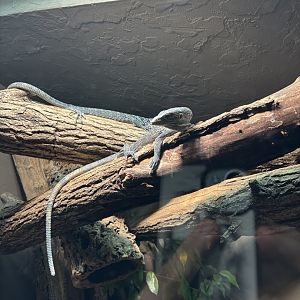 Blue Tree Monitor