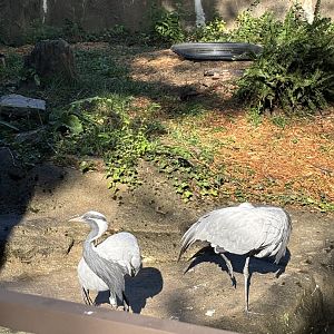 Demoiselle Cranes