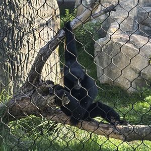 Siamang Gibbon
