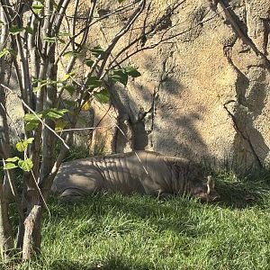 Moe the North Sulawesi Babirusa