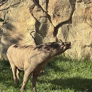 Moe the North Sulawesi Babirusa