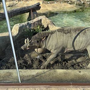 Moe the North Sulawesi Babirusa