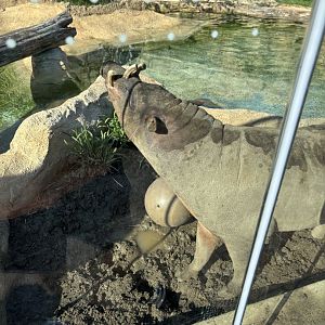 Moe the North Sulawesi Babirusa