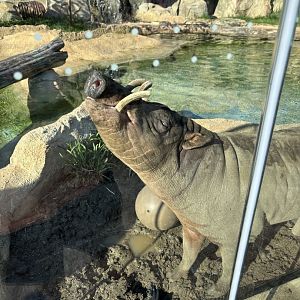 Moe the North Sulawesi Babirusa