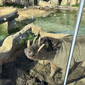 Moe the North Sulawesi Babirusa