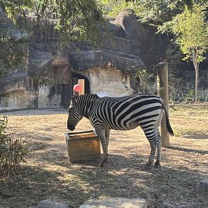 Plains Zebra