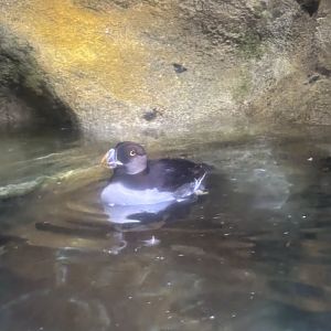 Horned Puffin