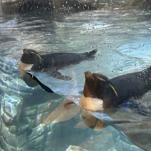 Rockhopper Penguins