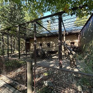 Sri Lankan Leopard Exhibit #1 - Indian Carnivores House