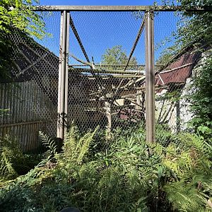 Binturong Exhibit - Indian Carnivores House