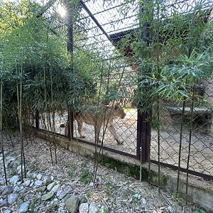 Lion Exhibit #1 - Indian Carnivores House