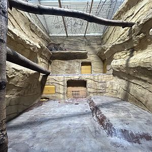 Indoor Sri Lankan Leopard Exhibit (one of several) - Indian Carnivores House