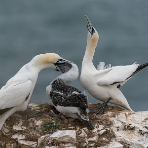 Northern Gannets (wild) UK