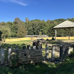 Asian Elephant Exhibit #1