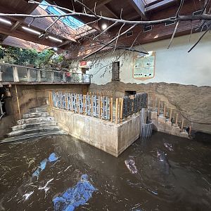 Indoor Nile Hippo Exhibit - Tanganyika House