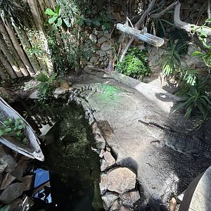 Slender-snouted Crocodile Exhibit - Tanganyika House