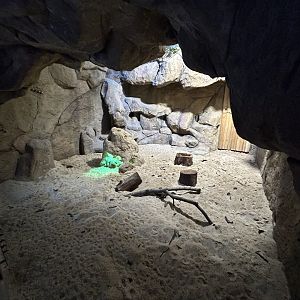Banded Mongoose Exhibit - Tanganyika House