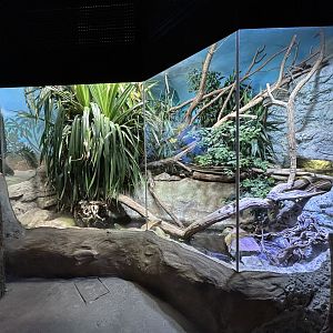 Mixed-species Lizard Exhibit - Papua House