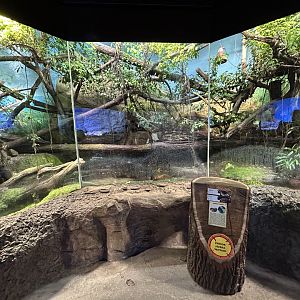 Crocodile Monitor Exhibit - Papua House