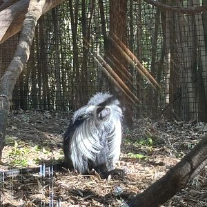 Angolan Colobus Monkey