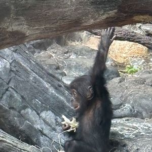 Baby Bonobo
