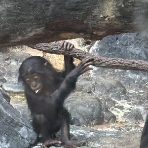 Baby Bonobo