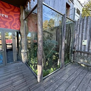 Northern Tree Shrew Exhibit - Wanderu