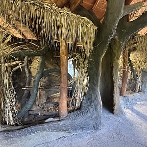 Swinhoe’s Striped Squirrel Exhibit