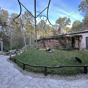 Pampas Walkthrough Aviary