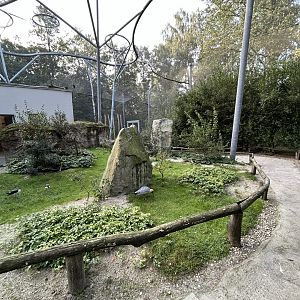Pampas Walkthrough Aviary