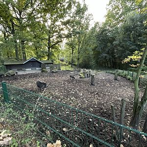 Visayan Warty Pig Exhibit
