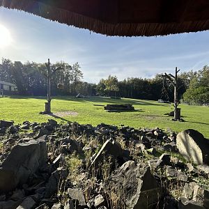 African Savanna (4 Species)