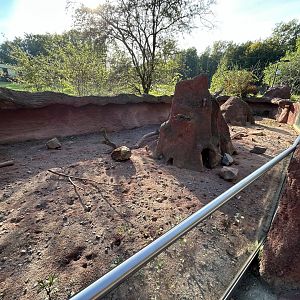 Dwarf Mongoose Exhibit