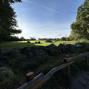 Bactrian Camel Exhibit
