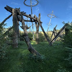 Chimpanzee Exhibit - House of Evolution