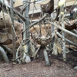 Indoor Chimpanzee Exhibit - House of Evolution