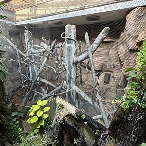 Indoor Diana Monkey Exhibit - House of Evolution